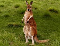 3c red kangaroo