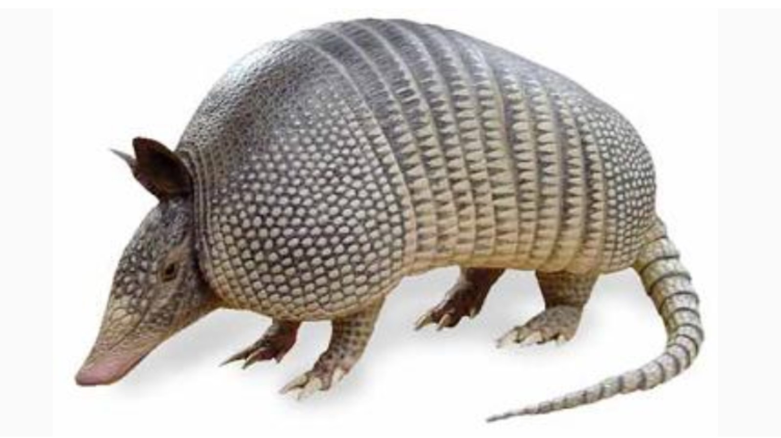 6 Armadillo
